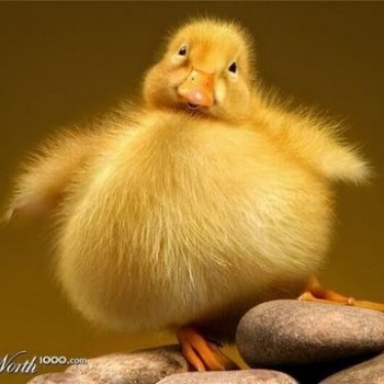 Operation De Fatty round 2