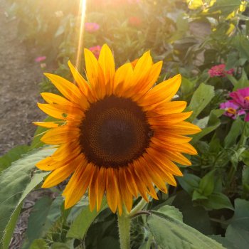 Jeannette's Summer Kickstart Challenge