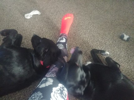 Two workouts done! My daily bodyweight workout, with some stretching and yoga, and doggie snuggles h