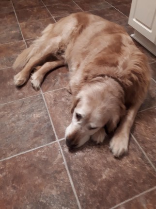 Early morning dog walk....the dog was not impressed!