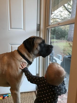 Aw we have two mastiffs too! Except they are super tiny!