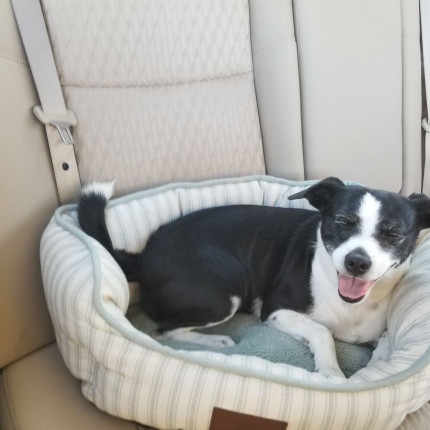 This sweet thing can't handle my new exercise routine.