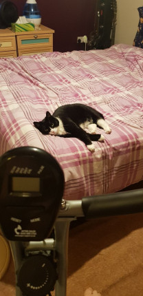 The cat wasn't even slightly impressed by my sesh on the exercise bike!