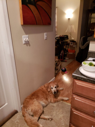 lol, thought I'd post this picture of my dogs. Getting back on track and joing this challenge, has