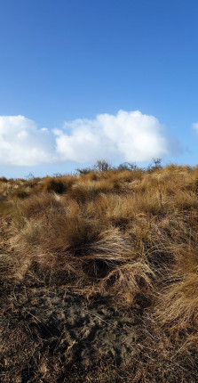 I went for a 36 km bike ride through the dunes. The sun was out and it was windy too so I think I'm
