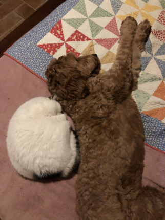 Here is Molly our goldendoodle and Miss Kitty our prison cat.