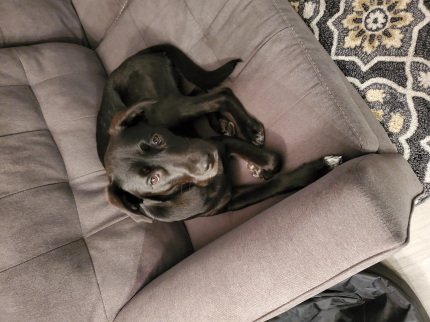 My dogs name is Tonks!