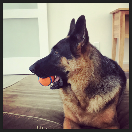 I have a German Shepherd who needs plenty of reminding too! Here he is yesterday hoping the rain wil