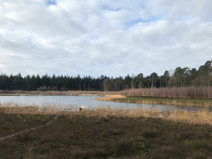 Early this morning I went for a walk with my sister. With a twist. She took a walk in the woods abou