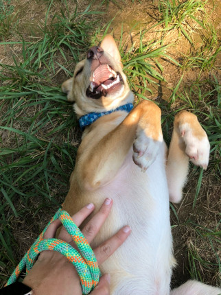 I got this guy 6 days ago and he has been a life saver! Down 6 pounds since Saturday.