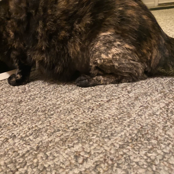 Rooski Family Challenge