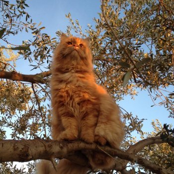 Love yourself and show off your pet <...