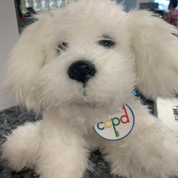 Connecticut Tooth Fairies