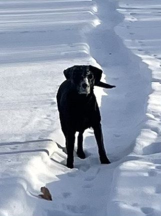 My snowshoeing partner, Belle, and I enjoyed the outdoors this weekend. Trying to stay as active as