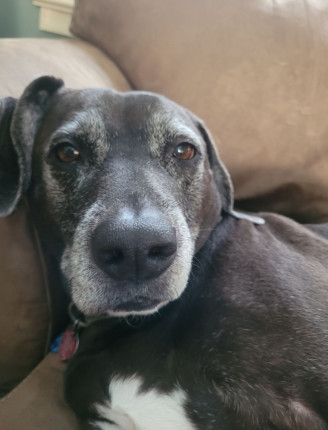 #FBF - this if Coco.  He is a rescue lab/beagle mix and also on a diet. :joy:  He will be 9 in March