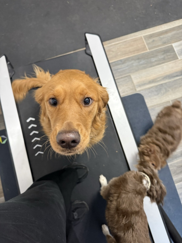 My body is tired and sore today so I opted for active recovery…she wanted to join me 😆