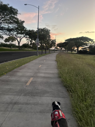 In a step challenge with friends and my evening walks have been so nice :purple_heart: