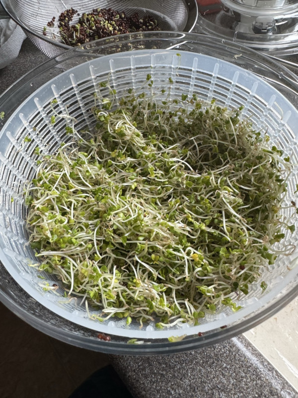 I’ve been interested in sprouting for a few years now but only just now giving it a try. I ordered 2