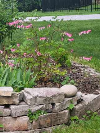 Took Spring pictures on my walk around the neighborhood today- this was my favorite