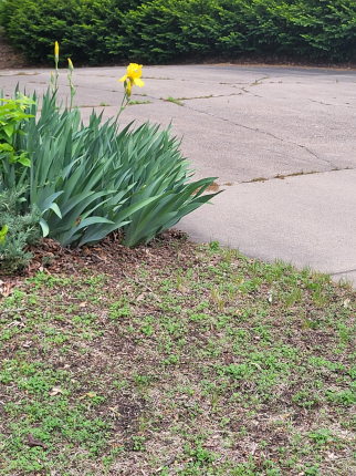 Took a walk with the dog and my husband... spotted this beautiful yellow Iris