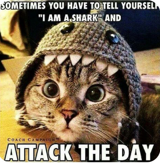 Good morning and welcome to the final week of the game! I don’t know about you but these few weeks h