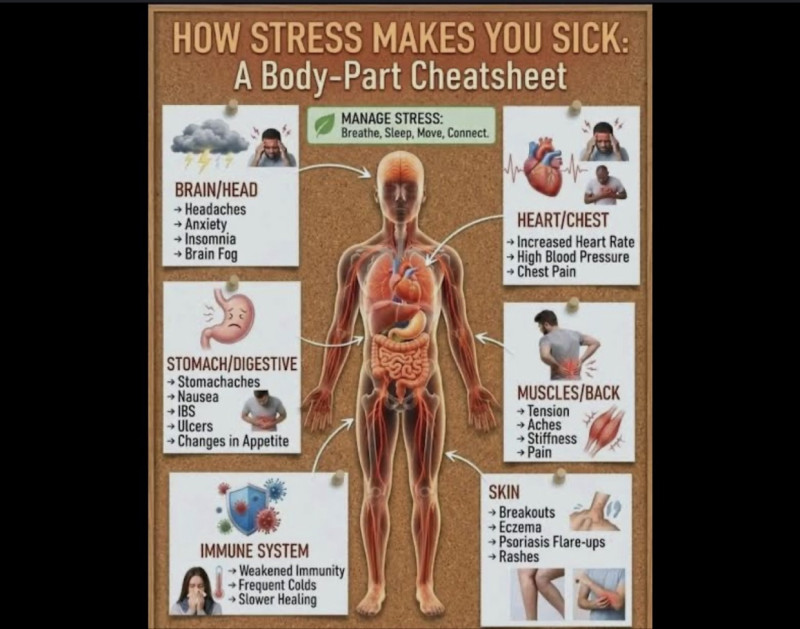 Did You Know? According to the American Psychological Association (APA), “chronic stress can affect