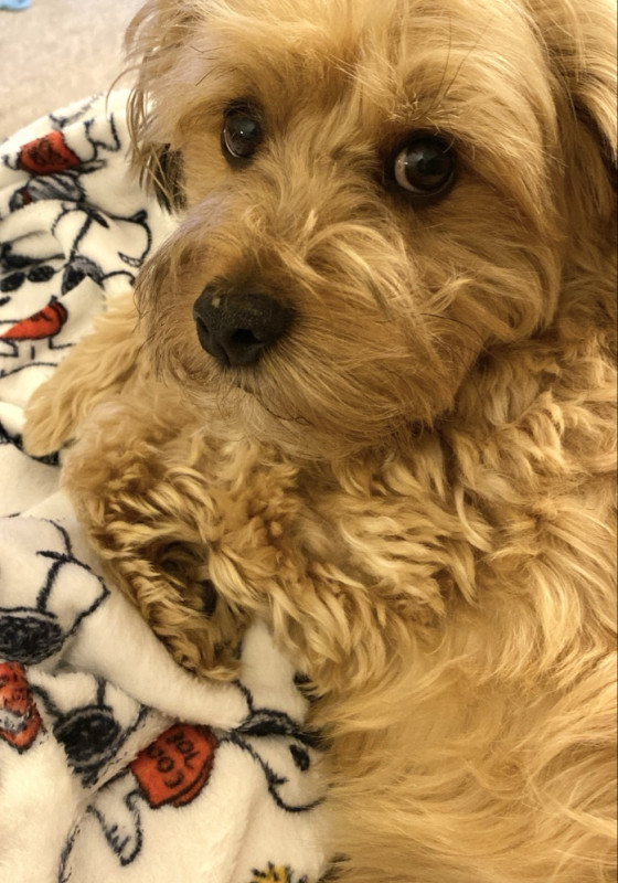 Let’s see those pets ❤ This is Milo!