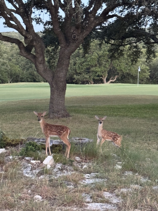 A few friends on my run!