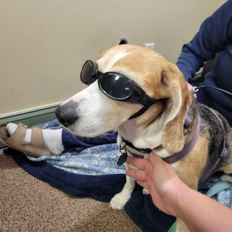 Silly photo for a laugh=) my furbaby wearing her goggles for laser therapy. Hello dietbet friends! I