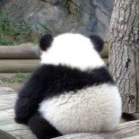 Big Booty Hos No Mo'!