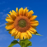 Kansas Crew's DietBet