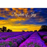 Droplets of Joy DietBet