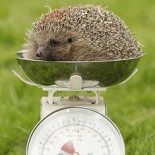 CoreDial June15 DietBet