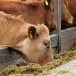 Defeat the Trough DietBet