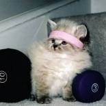 Let's Lose Weight Right MEOW!