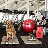 Animal Hospital Dietbet