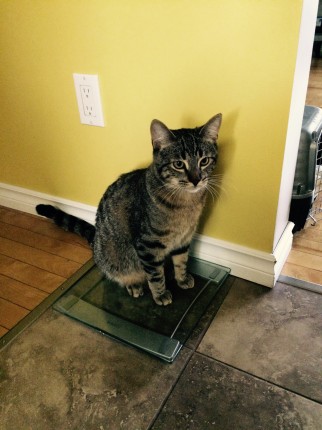 It looks like my cat wants in on this DietBet!!!