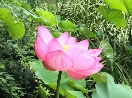 Ran 2 miles to a beautiful garden this morning, then strolled around for 10 minutes, then ran anothe